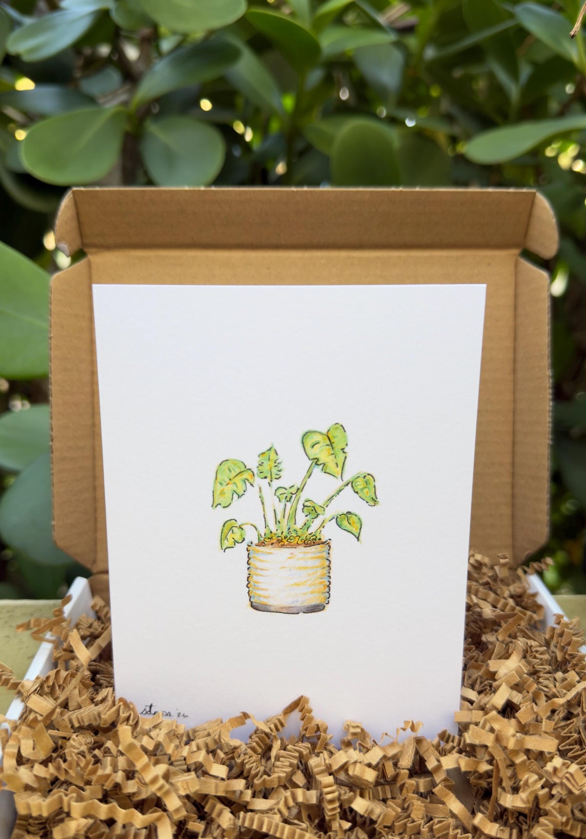 Potted Monstera Memento